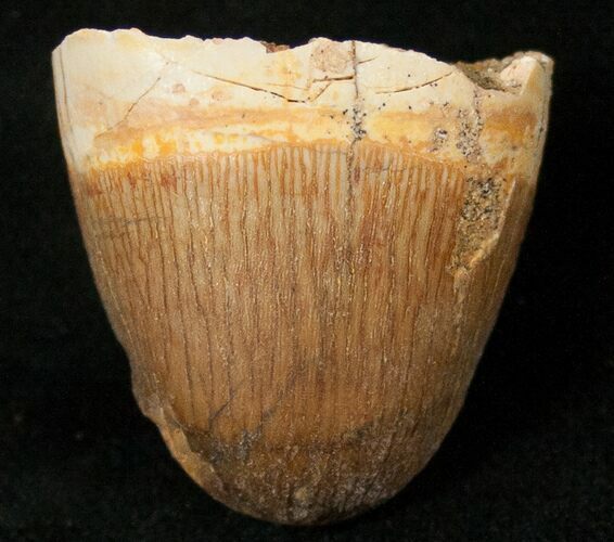 Cretaceous Fossil Crocodile Tooth - Morocco #17105